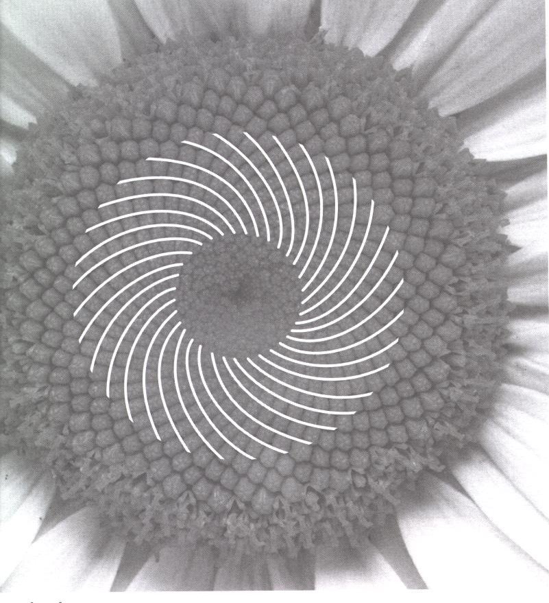 Daisy with clockwise spirals