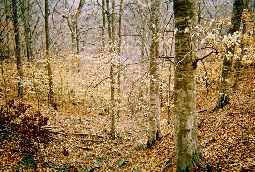 early_spring