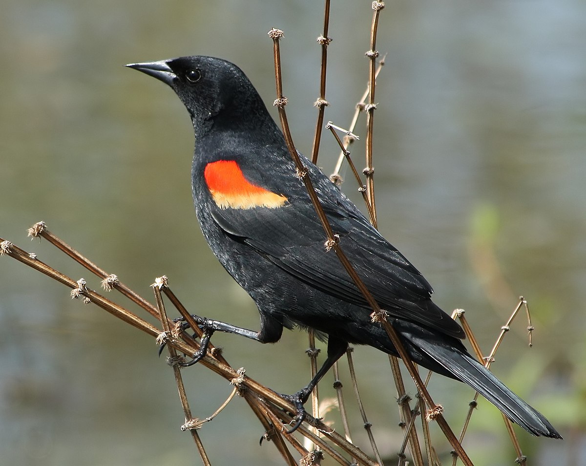 red-winged blackbird