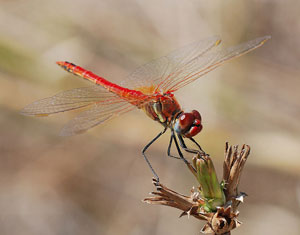 dragonfly
