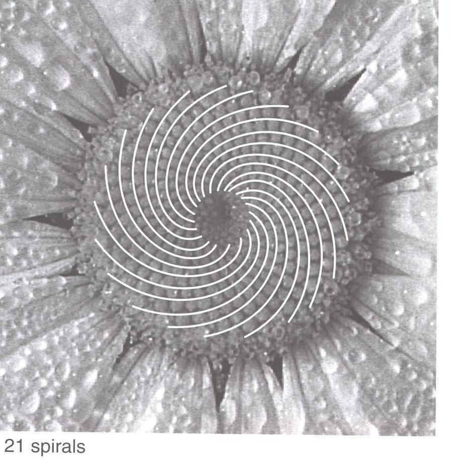 Daisy with counterclockwise spirals
